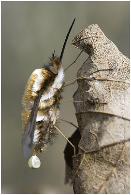 Bombylius sp. 2