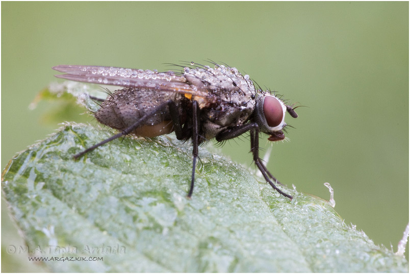 Coenosia sp. 1
