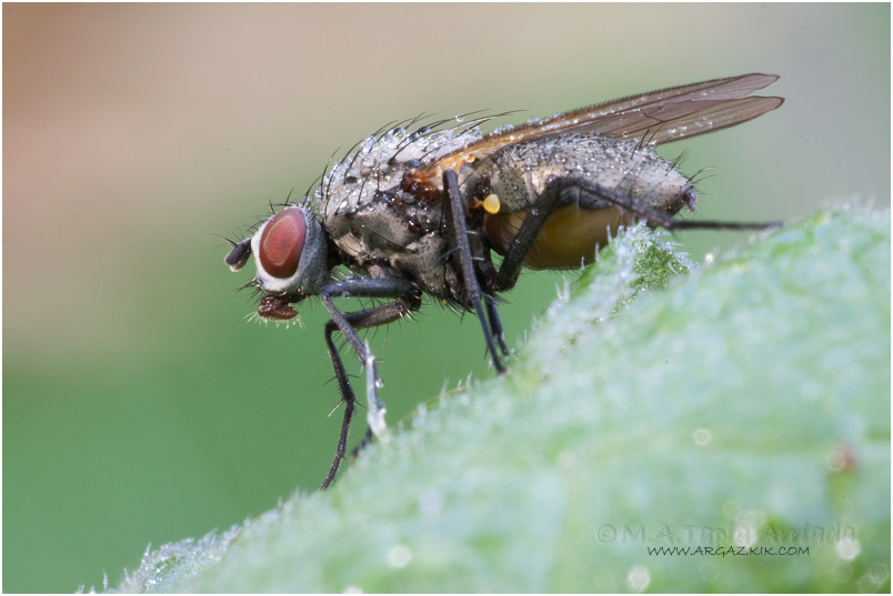 Coenosia sp.2