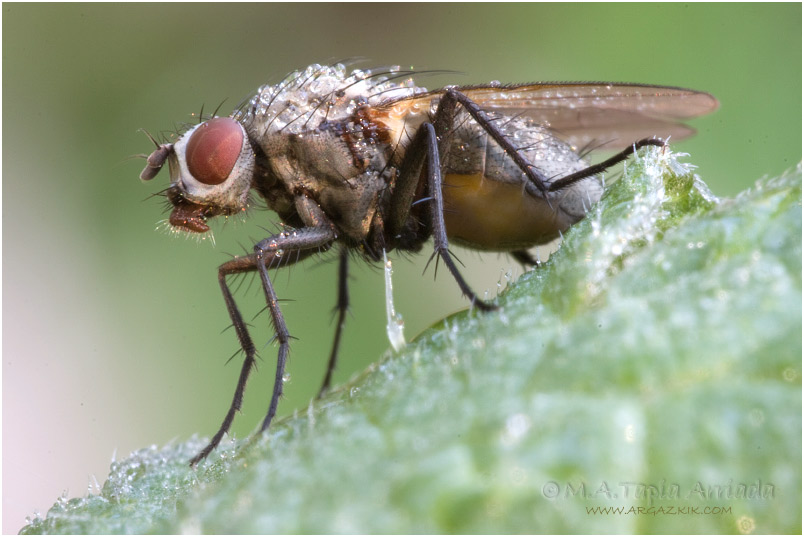 Coenosia sp.3