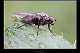 Coenosia sp. 1