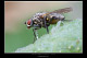 Coenosia sp. 2