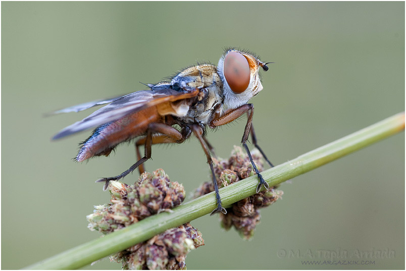 Ectophasia crassipennis 1