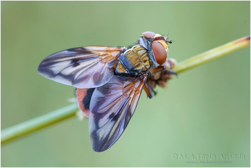 Ectophasia crassipennis 2
