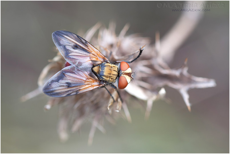 Ectophasia sp. 1