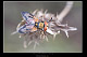 Ectophasia sp.1
