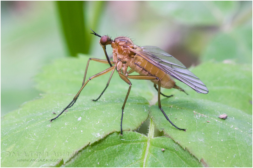 Empis sp. 1