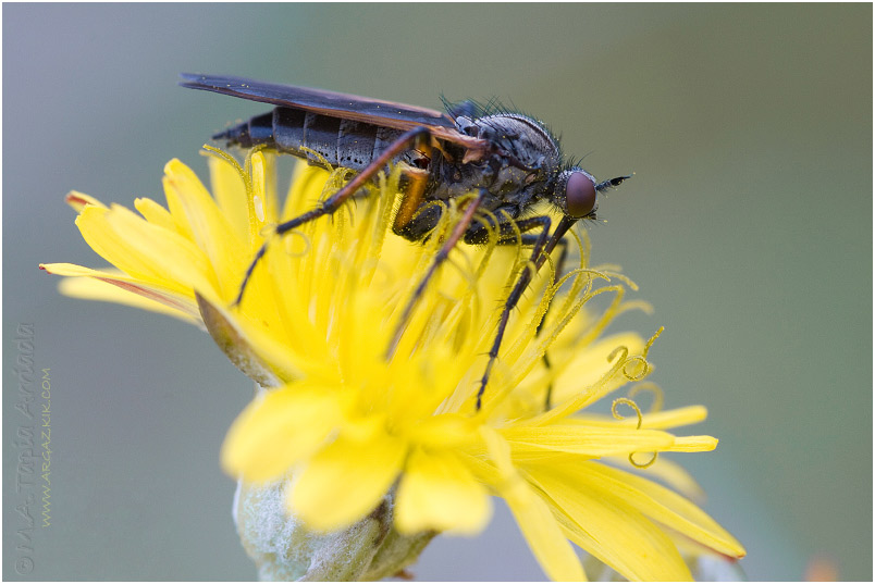 Empis sp.2