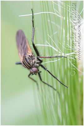 Empis sp.4