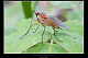Empis sp. 1