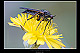 Empis sp. 2