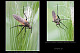 Empis sp.3