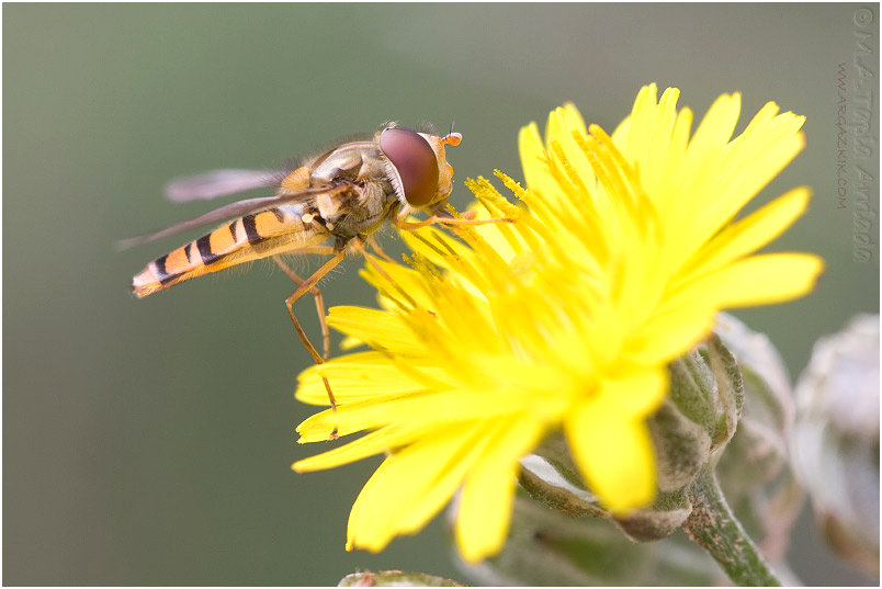 Episyrphus balteatus 1