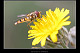 Episyrphus balteatus 1