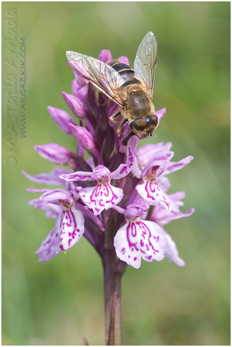 Eristalis similis
