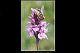 Eristalis similis 1