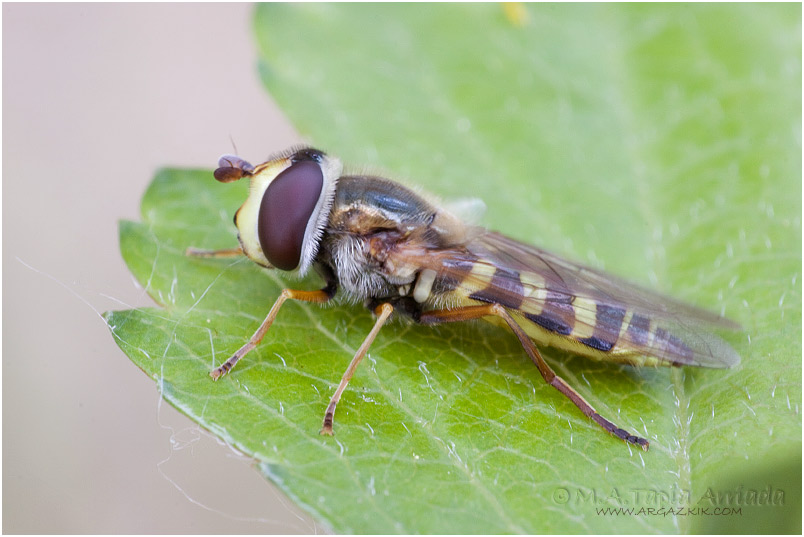 Eupeodes corollae 1