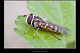 Eupeodes corollae 1