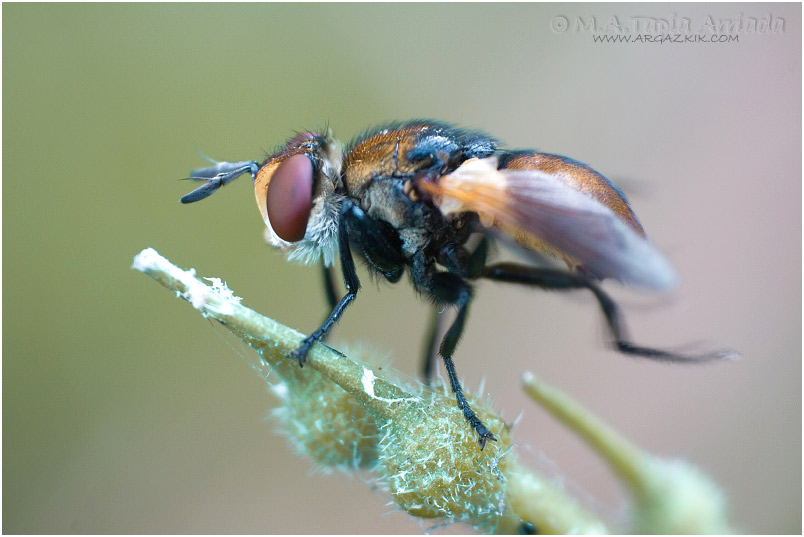 Gymnosoma sp.1