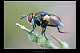 Gymnosoma sp.1