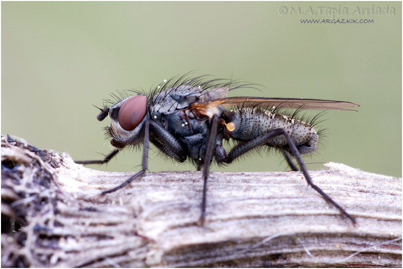 Leucophora sp.