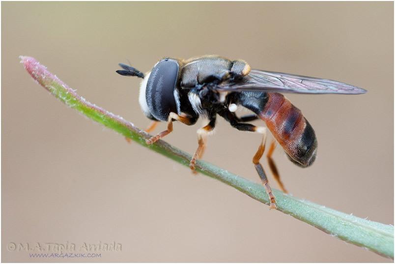Paragus sp 2