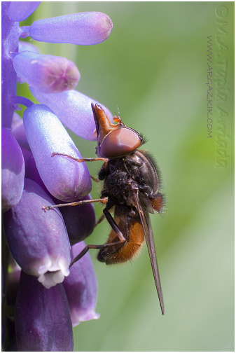 Rhingia campestris