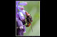 Rhingia campestris 1