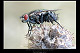 Sarcophaga sp.2