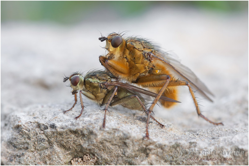 Scathophaga stercoraria 1