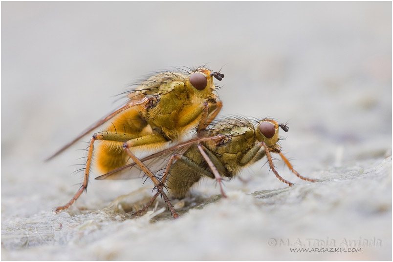 Scathophaga stercoraria 2