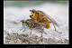 Scathophaga stercoraria 1