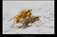 Scathophaga stercoraria 2