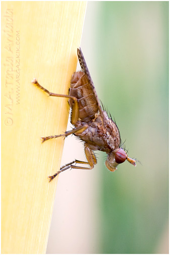 Sciomyzidae