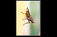 Sciomyzidae 1