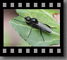 Argazkia