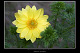 Adonis vernalis 1