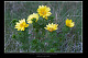 Adonis vernalis 2