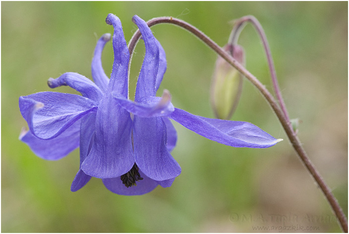 Aquilegia vulgaris 1