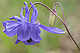 Aquilegia vulgaris 1