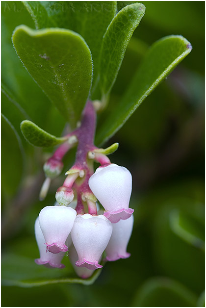 Arctostaphylos uva-ursi 2
