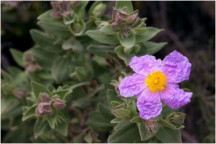 Cistus albidus 1