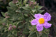 Cistus albidus 1