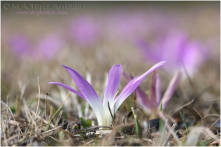 Colchicum montanum 1