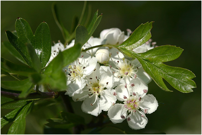 Crataegus monogyna 1