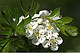 Crataegus monogyna 1