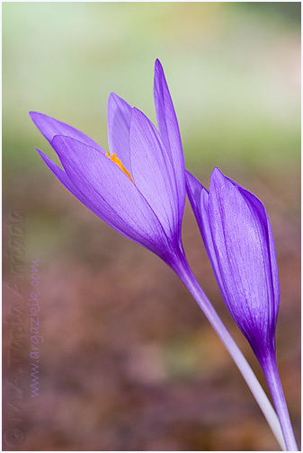Crocus nudiflorus 1