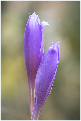 Crocus nudiflorus 2
