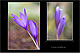 Crocus nudiflorus 1
