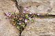 Cymbalaria muralis 1